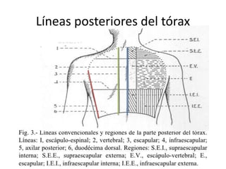 Líneas posteriores del tórax
 