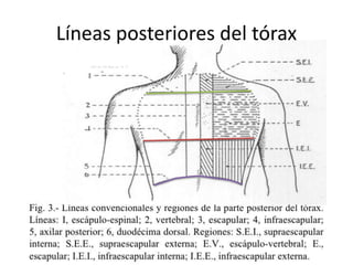 Líneas posteriores del tórax
 