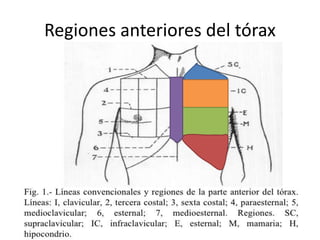 Regiones anteriores del tórax
 