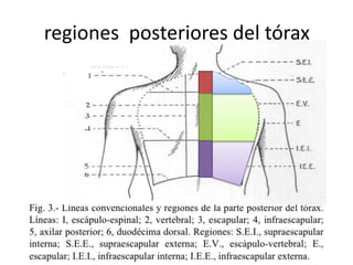 regiones posteriores del tórax
 