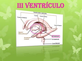 III Ventrículo
 