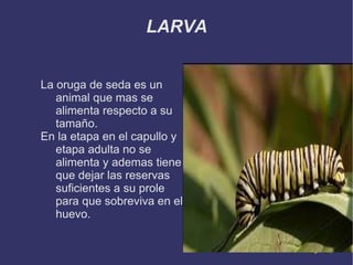 LARVA ,[object Object]