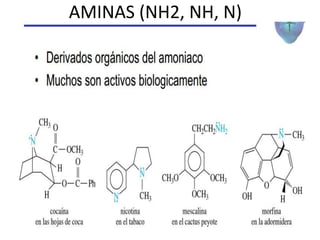 AMINAS (NH2, NH, N)
 