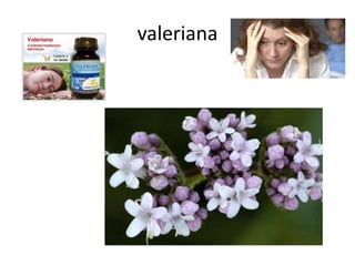valeriana
 
