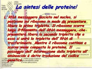 La sintesi delle proteine!L’ RNA messaggero lasciato nel nucleo, si posiziona sul ribosoma in modo da presentare libera la prima tripletta. Il ribosoma scorre lungo il filamento dell’ RNA messaggero, che presenterà libera la seconda tripletta che a essa si unirà la tripletta dell’ RNA di trasferimento. Mentre il ribosoma continua a scorre viene composta la proteina. Il passaggio dell’ informazione dalla tripletta all’ aminoacido è detto traduzione del codice genetico.