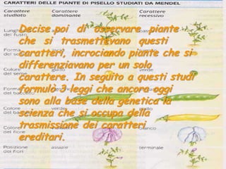 Decise poi  di  osservare  piante  che  si  trasmettevano  questi caratteri, incrociando piante che si differenziavano per un solo carattere. In seguito a questi studi  formulò 3 leggi che ancora oggi sono alla base della genetica la scienza che si occupa della trasmissione dei caratteri ereditari.
