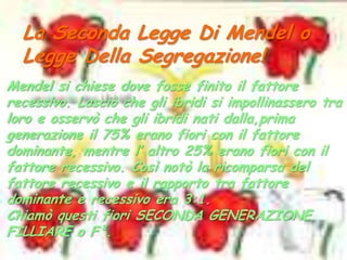 La Seconda Legge Di Mendel o Legge Della Segregazione!Mendel si chiese dove fosse finito il fattore recessivo. Lasciò che gli ibridi si impollinassero tra loro e osservò che gli ibridi nati dalla,prima generazione il 75% erano fiori con il fattore dominante, mentre l’ altro 25% erano fiori con il fattore recessivo. Così notò la ricomparsa del fattore recessivo e il rapporto tra fattore dominante e recessivo era 3:1.Chiamò questi fiori SECONDA GENERAZIONE FILLIARE o F².