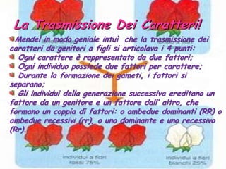 La Trasmissione Dei Caratteri!Mendel in modo geniale intuì  che la trasmissione dei caratteri da genitori a figli si articolava i 4 punti: Ogni carattere è rappresentato da due fattori; Ogni individuo possiede due fattori per carattere; Durante la formazione dei gameti, i fattori si separano; Gli individui della generazione successiva ereditano un fattore da un genitore e un fattore dall’ altro, che formano un coppia di fattori: o ambedue dominanti (RR) o ambedue recessivi (rr), o uno dominante e uno recessivo (Rr).