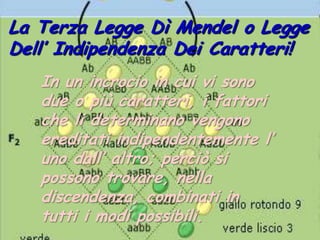 La Terza Legge Dì Mendel o Legge Dell’ Indipendenza Dei Caratteri!In un incrocio in cui vi sono due o più caratteri, i fattori che li determinano vengono ereditati indipendentemente l’ uno dall’ altro; perciò si possono trovare, nella discendenza, combinati in tutti i modi possibili.