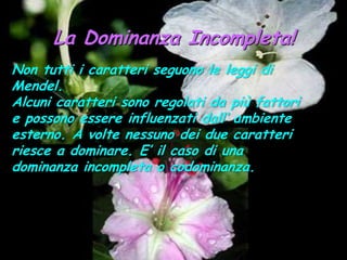 La Dominanza Incompleta!Non tutti i caratteri seguono le leggi di Mendel.Alcuni caratteri sono regolati da più fattori e possono essere influenzati dall’ ambiente esterno. A volte nessuno dei due caratteri riesce a dominare. E’ il caso di una dominanza incompleta o codominanza. 