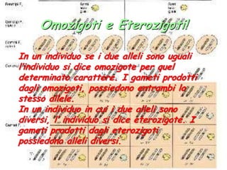 Omozigoti e Eterozigoti!In un individuo se i due alleli sono uguali l’individuo si dice omozigote per quel determinato carattere. I gameti prodotti dagli omozigoti, possiedono entrambi lo stesso allele.In un individuo in cui i due alleli sono diversi, l’ individuo si dice eterozigote. I gameti prodotti dagli eterozigoti possiedono alleli diversi.