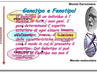 Genotipo e Fenotipo!Il Genotipo di un individuo è l’ insieme di tutti i suoi geni. I geni determinano l’ aspetto esteriore di ogni essere vivente.Il Fenotipo, invece, è l’ insieme delle caratteristiche osservabili cioè il modo in cui si presenta il genotipo. Dal Genotipo si può risalire al Fenotipo ma non il contrario.