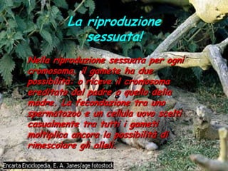 La riproduzione sessuata!Nella riproduzione sessuata per ogni cromosoma, il gamete ha due possibilità: o riceve il cromosoma ereditato dal padre o quello della madre. La fecondazione tra uno spermatozoo e un cellula uovo scelti casualmente tra tutti i gameti moltiplica ancora la possibilità di rimescolare gli alleli.