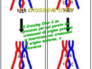 IL CROSSING OVER!Il Crossing Over è un processo per cui parete dei cromosomi di origine paterna si inseriscono nei cromosomi di origine materna, e viceversa 