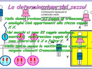 La determinazione del sesso!Nella donna troviamo 23 coppie di cromosomi omologhe cioè appartenenti alla stessa coppia X X. Nei maschi ci sono 22 coppie omologhe; mentre la  ventitreesima coppia di cromosomi sono diversi:uno è X e l’altro Y. Nella specie umana la ventitreesima cromosomi vengono chiamati Cromosomi Sessuali.
