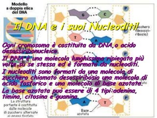 Il DNA e i suoi Nucleoditi!Ogni cromosoma è costituita da DNA,o acido desossiribonucleico.Il DNA è una molecola lunghissima ripiegata più volte su se stessa ed è formata da nucleoditi.I nucleoditi sono formati da una molecola di zucchero chiamato desossiribosio una molecola di acido fosforico e una molecola di base azotata.La base azotata può essere di 4 tipi:adenina, timina, citosina e guanina.