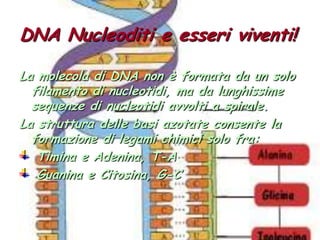 DNA Nucleoditi e esseri viventi!La molecola di DNA non è formata da un solo filamento di nucleotidi, ma da lunghissime sequenze di nucleotidi avvolti a spirale.La struttura delle basi azotate consente la formazione di legami chimici solo fra: Timina e Adenina, T-A Guanina e Citosina, G-C 