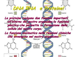 DNA RNA  e Proteine!Le proteine svolgono due funzioni importanti all’interno del nostro organismo:la funzione plastica che permette la formazione delle cellule del nostro corpo; La funzione enzimatica nelle reazioni chimiche che avvengono nel nostro organismo.