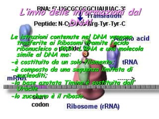 L’invio delle informazioni dal DNA!Le istruzioni contenute nel DNA vengono trasferite ai Ribosomi tramite l’acido ribonucleico o RNA. L’RNA e una molecola simile al DNA ma:-è costituito da un solo filamento;-è composto da una sequenza limitata di nucleoditi;-la base azotata Timina è sostituita dall’ Uracile -lo zucchero è il ribosio.