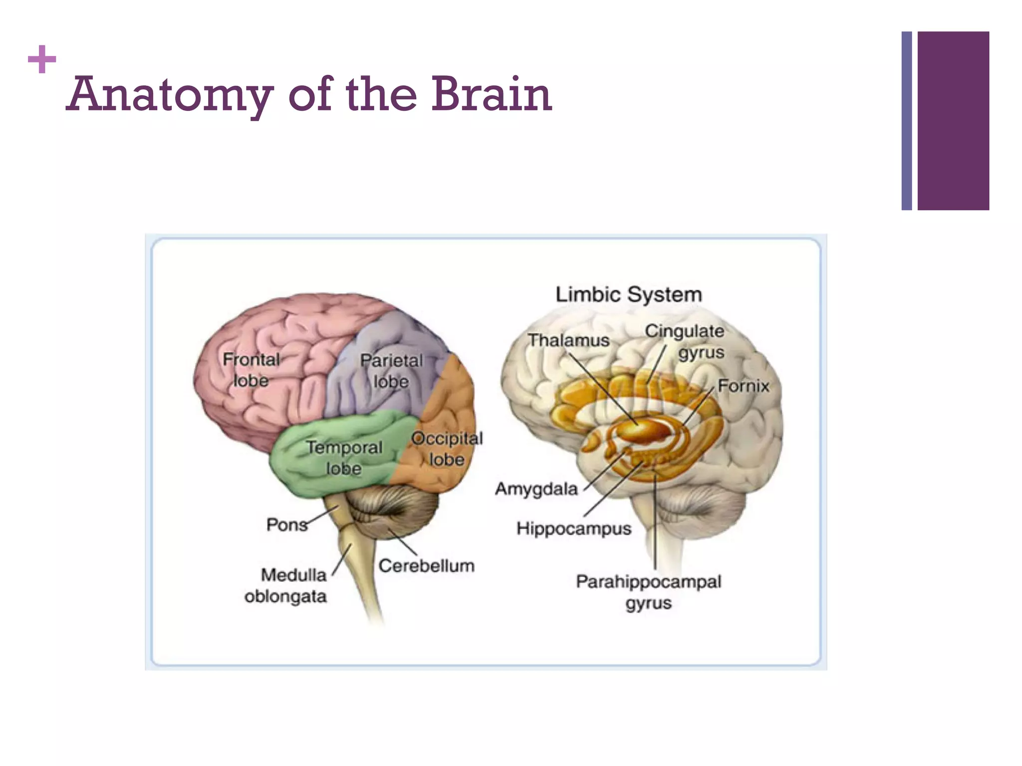 +
Anatomy of the Brain
 