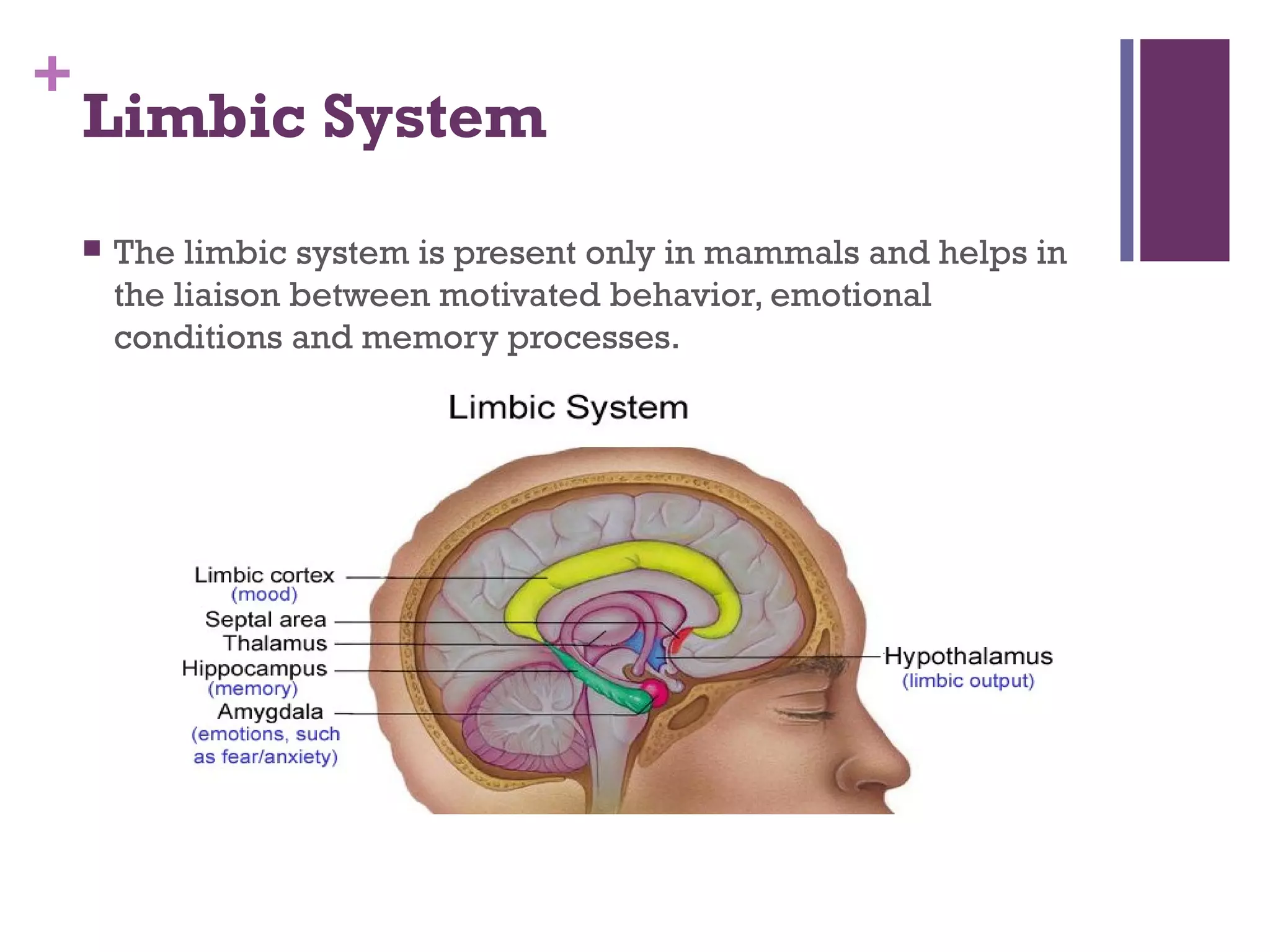 +
Limbic System
 The limbic system is present only in mammals and helps in
the liaison between motivated behavior, emotional
conditions and memory processes.
 