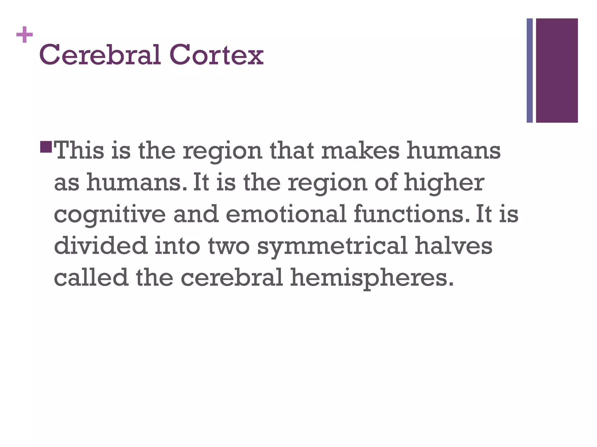 +
Cerebral Cortex
This is the region that makes humans
as humans. It is the region of higher
cognitive and emotional functions. It is
divided into two symmetrical halves
called the cerebral hemispheres.
 