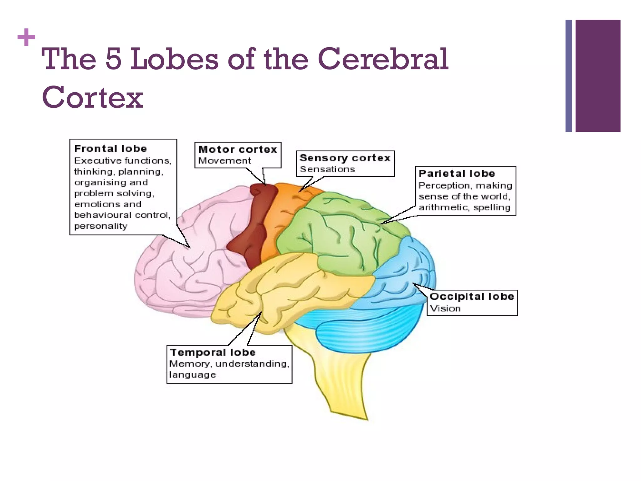 +
The 5 Lobes of the Cerebral
Cortex
 