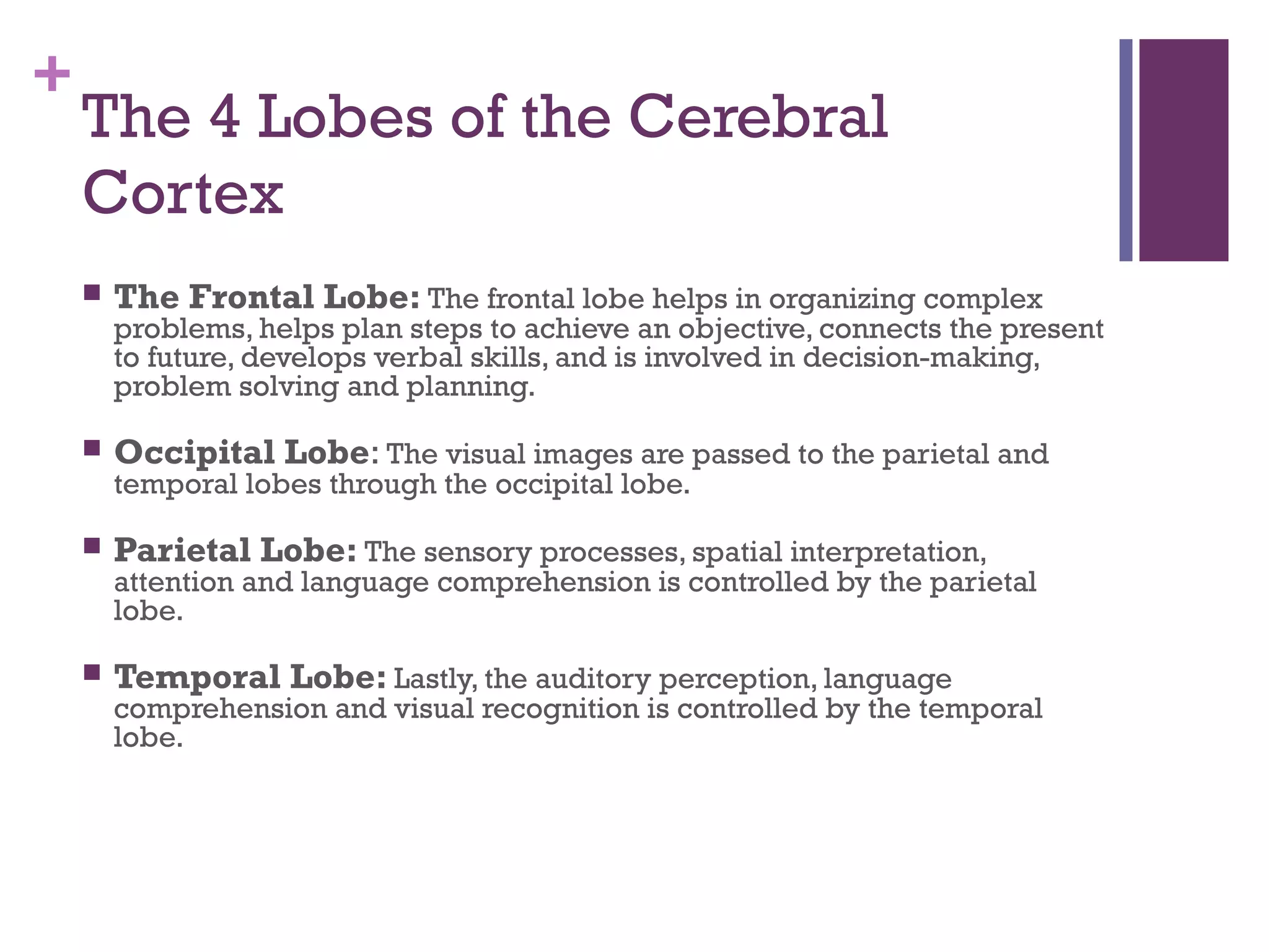 +
The 4 Lobes of the Cerebral
Cortex
 The Frontal Lobe: The frontal lobe helps in organizing complex
problems, helps plan steps to achieve an objective, connects the present
to future, develops verbal skills, and is involved in decision-making,
problem solving and planning.
 Occipital Lobe: The visual images are passed to the parietal and
temporal lobes through the occipital lobe.
 Parietal Lobe: The sensory processes, spatial interpretation,
attention and language comprehension is controlled by the parietal
lobe.
 Temporal Lobe: Lastly, the auditory perception, language
comprehension and visual recognition is controlled by the temporal
lobe.
 