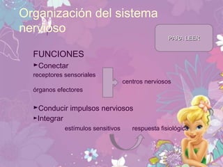 Organización del sistema
nervioso
FUNCIONES
►Conectar
receptores sensoriales
centros nerviosos
órganos efectores
►Conducir impulsos nerviosos
►Integrar
estímulos sensitivos respuesta fisiológica
PARA LEERPARA LEER
 