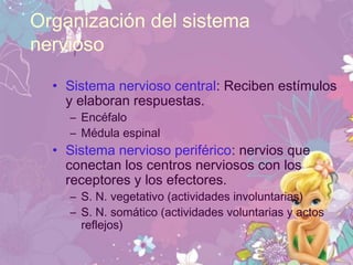 Organización del sistema
nervioso
• Sistema nervioso central: Reciben estímulos
y elaboran respuestas.
– Encéfalo
– Médula espinal
• Sistema nervioso periférico: nervios que
conectan los centros nerviosos con los
receptores y los efectores.
– S. N. vegetativo (actividades involuntarias)
– S. N. somático (actividades voluntarias y actos
reflejos)
 