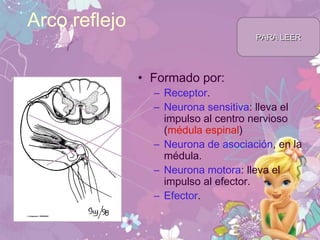 Arco reflejo
• Formado por:
– Receptor.
– Neurona sensitiva: lleva el
impulso al centro nervioso
(médula espinal)
– Neurona de asociación, en la
médula.
– Neurona motora: lleva el
impulso al efector.
– Efector.
PARA LEERPARA LEER
 