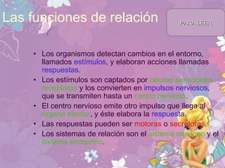 Las funciones de relación
• Los organismos detectan cambios en el entorno,
llamados estímulos, y elaboran acciones llamadas
respuestas.
• Los estímulos son captados por células sensoriales
receptoras y los convierten en impulsos nerviosos,
que se transmiten hasta un centro nervioso.
• El centro nervioso emite otro impulso que llega al
órgano efector, y éste elabora la respuesta.
• Las respuestas pueden ser motoras o secretoras.
• Los sistemas de relación son el sistema nervioso y el
sistema endocrino.
PARA LEERPARA LEER
 