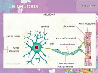La neurona
Célula de Schwann
Nódulo de Ranvier
PARA LEERPARA LEER
 