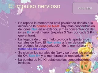 El impulso nervioso
• En reposo la membrana está polarizada debido a la
acción de la bomba de Na-K: hay más concentración
de iones Na+ en el exterior, y más concentración de
iones K+ en el interior (expulsa 3 Na+ por cada 2 K+
que entran).
• La llegada de un estímulo provoca la apertura de
canales de Na+. El Na+ entra a favor de gradiente y
se produce la despolarización de la membrana
(potencial de acción)
• Se cierran los canales de Na+ y se abren los canales
de K+. Sale K+ y la membrana se repolariza.
• La bomba de Na-K restablece las concentraciones
iniciales.
PARA LEERPARA LEER
 