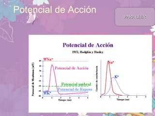 Potencial de Acción
PARA LEERPARA LEER
 