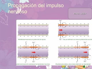 Propagación del impulso
nervioso PARA LEERPARA LEER
 