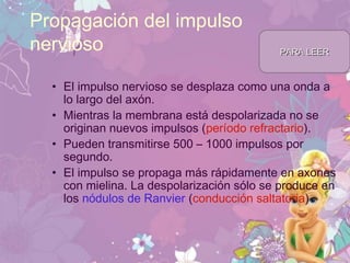• El impulso nervioso se desplaza como una onda a
lo largo del axón.
• Mientras la membrana está despolarizada no se
originan nuevos impulsos (período refractario).
• Pueden transmitirse 500 – 1000 impulsos por
segundo.
• El impulso se propaga más rápidamente en axones
con mielina. La despolarización sólo se produce en
los nódulos de Ranvier (conducción saltatoria)
Propagación del impulso
nervioso PARA LEERPARA LEER
 