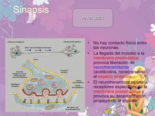 Sinapsis
• No hay contacto físico entre
las neuronas.
• La llegada del impulso a la
membrana presináptica
provoca liberación de
neurotransmisores
(acetilcolina, noradrenalina)
al espacio sináptico.
• El neurotransmisor se une a
receptores específicos de la
membrana postsináptica y
provoca su despolarización,
propagando el impulso.
PARA LEERPARA LEER
 