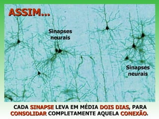 ASSIM... Sinapses neurais  Sinapses neurais  CADA  SINAPSE  LEVA EM MÉDIA  DOIS   DIAS , PARA  CONSOLIDAR  COMPLETAMENTE AQUELA  CONEXÃO .  