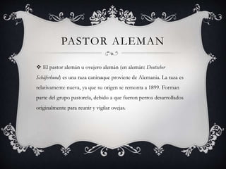 PASTOR ALEMAN
 El pastor alemán u ovejero alemán (en alemán: Deutscher
Schäferhund) es una raza caninaque proviene de Alemania. La raza es
relativamente nueva, ya que su origen se remonta a 1899. Forman
parte del grupo pastorela, debido a que fueron perros desarrollados
originalmente para reunir y vigilar ovejas.

 