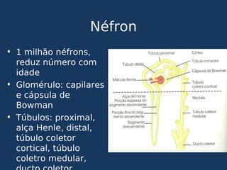 Néfron
• 1 milhão néfrons,
reduz número com
idade
• Glomérulo: capilares
e cápsula de
Bowman
• Túbulos: proximal,
alça Henle, distal,
túbulo coletor
cortical, túbulo
coletro medular,
 