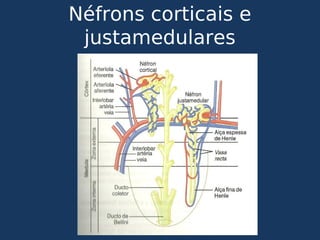 Néfrons corticais e
justamedulares
 