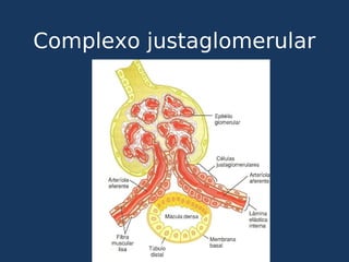 Complexo justaglomerular
 