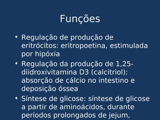 Funções
• Regulação de produção de
eritrócitos: eritropoetina, estimulada
por hipóxia
• Regulação da produção de 1,25-
diidroxivitamina D3 (calcitriol):
absorção de cálcio no intestino e
deposição óssea
• Síntese de glicose: síntese de glicose
a partir de aminoácidos, durante
períodos prolongados de jejum,
 
