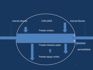 Arteríola Aferente                           CAPILARES                                  Arteríola Eferente
Pressão oncótica
Pressão hidráulica capilar
permeabilidade
Pressão espaço urinário
 