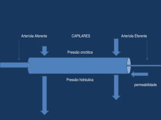 Arteríola Aferente                           CAPILARES                                  Arteríola Eferente
Pressão oncótica
Pressão hidráulica
permeabilidade
 