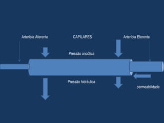 Arteríola Aferente                           CAPILARES                                  Arteríola Eferente
Pressão oncótica
Pressão hidráulica
permeabilidade
 