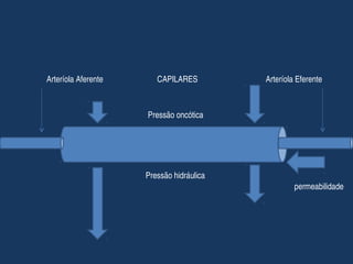 Arteríola Aferente                           CAPILARES                                  Arteríola Eferente
Pressão oncótica
Pressão hidráulica
permeabilidade
 