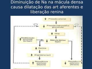 Diminuição de Na na mácula densa
causa dilatação das art aferentes e
liberação renina
 