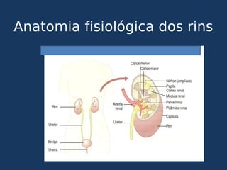 Anatomia fisiológica dos rins
 